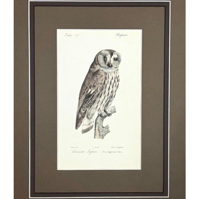French 1828 Framed Great Grey Owl by Werner | Hand-Colored Bird Print For Sale - Image 3 of 5