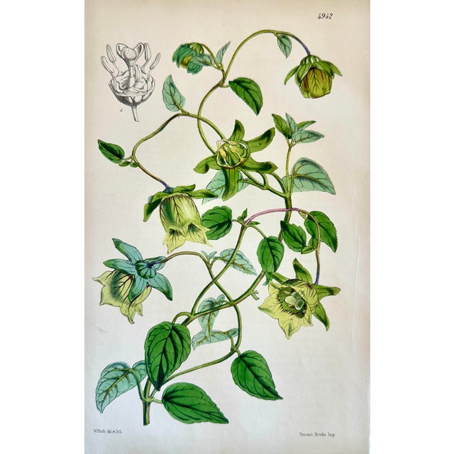 William Curtis Orobus, Blue Eyed Mary, Ginseng & Honesty Botanical Engravings by William Curtis, 1856 (Set of 4) For Sale - Image 4 of 6