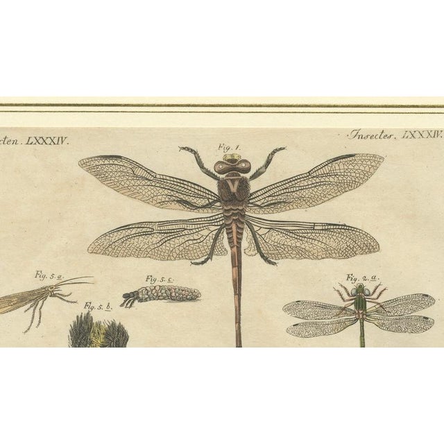 Paper Bertuch, Dragonfly, Cicada & Exotic Insect, 1815, Engravings For Sale - Image 7 of 9