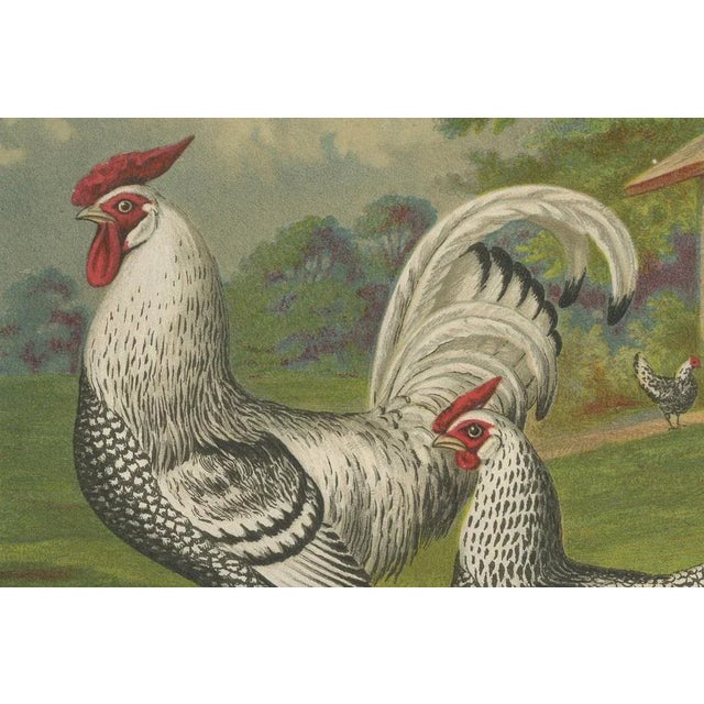 After Förster, Refined Silver Spangled Hamburg Chicken, 19th Century, Lithograph For Sale - Image 4 of 10