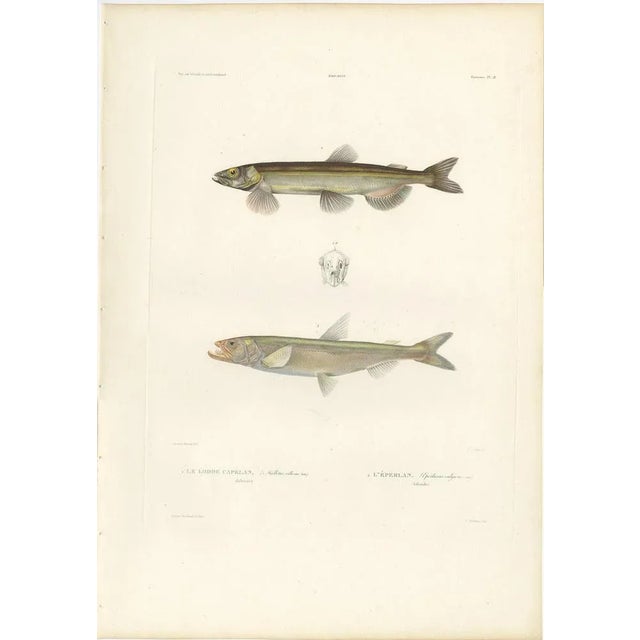Antique Print of Capelin and Smelt (Mallotus villosus and Osmerus eperlanus) – Hand-Colored Lithograph, 1845 : This finely...
