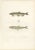 Antique Print of Capelin and Smelt (Mallotus villosus and Osmerus eperlanus) – Hand-Colored Lithograph, 1845 : This finely...