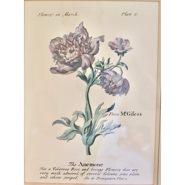 Italian Vintage Botanical Prints in Italian Gilt Gold Leaf Frames - A Pair For Sale - Image 3 of 4