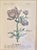 Italian Vintage Botanical Prints in Italian Gilt Gold Leaf Frames - A Pair For Sale - Image 3 of 4