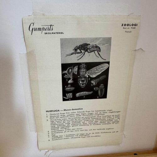 Educational Poster with Fly, Sweden For Sale - Image 3 of 4