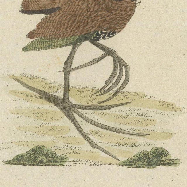 Paper Bertuch, Jacanas and Wading Birds with Long Toes, 1805, Print For Sale - Image 7 of 12