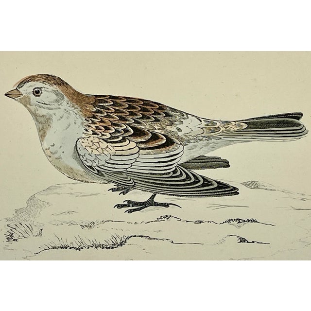 Antique Hand Colored Bird Print From England Showcasing a Snow Bunting - Circa 1888 For Sale - Image 10 of 11