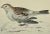Antique Hand Colored Bird Print From England Showcasing a Snow Bunting - Circa 1888 For Sale - Image 10 of 11