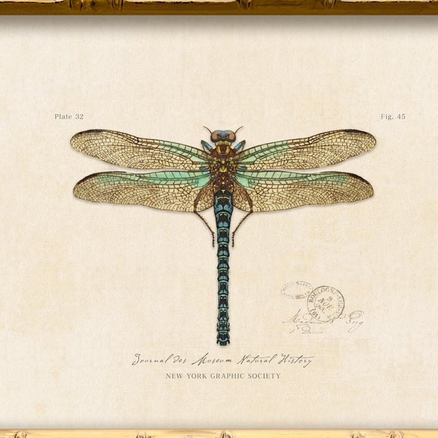 Illustration Contemporary Reproduction of Vintage "Garden Friends" Art Print (4), Framed Dragonfly For Sale - Image 3 of 4