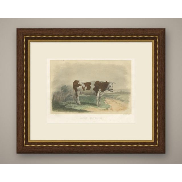 This antique cattle print portrays a red and white Norman cow, engraved by Oudet after the painting by J. Melin and...