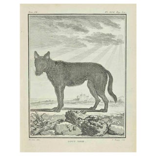 Pierre Charles Baquoy, Loup Noir, Etching, 1771 For Sale