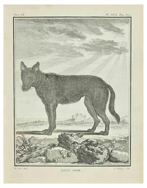 Pierre Charles Baquoy, Loup Noir, Etching, 1771