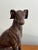 Stately English whippet or greyhound statue stands 9" tall and fits on most bookshelves. Though made of lightweight resin,...