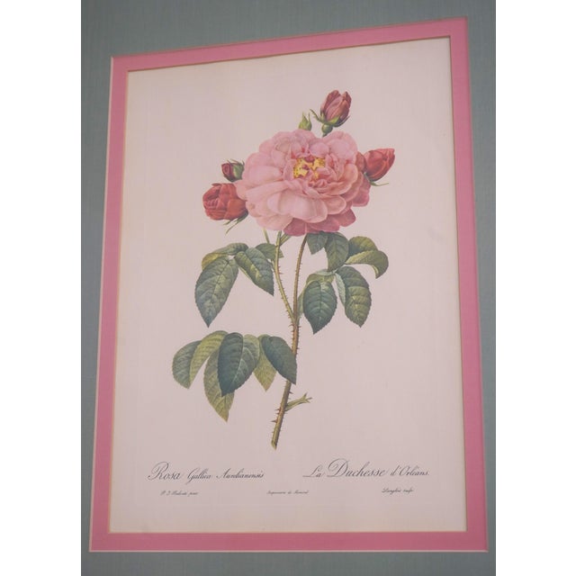 Gold 1900s Set of 6 Rose Engraving Prints Artwork For Sale - Image 8 of 18