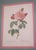 Gold 1900s Set of 6 Rose Engraving Prints Artwork For Sale - Image 8 of 18