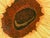 Brown Sally Baker Sunflowers in Vase I/P Artwork, Signed For Sale - Image 8 of 12