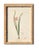 Antique Botanical Chromolithographs — “Wild Flowers of America”, Volume I, L. Prang & Co., Boston (C. 1877) Set of 13 For Sale - Image 15 of 17