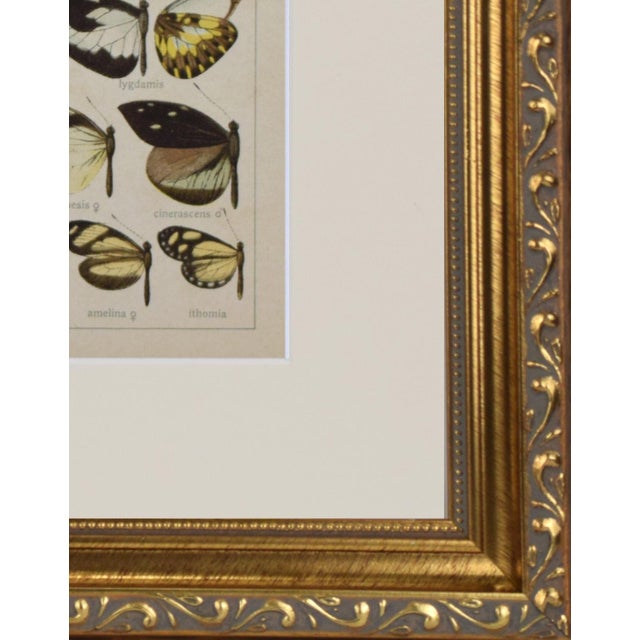 1910s Antique Early 20th Century Butterfly Print "Dismorphia" 1912 For Sale - Image 5 of 5