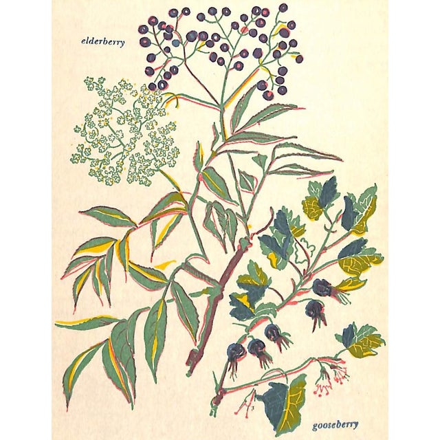 Paper "Savor & Flavor: Berries in Fact and Fancy" 1944 Maril, Lee For Sale - Image 7 of 11