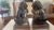 Gray Vintage Foo Dogs Gray Marble Chinese Temple Lions 6” Tall For Sale - Image 8 of 14