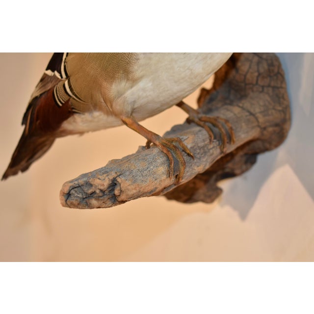 1970s Wall Mount of a Wood Duck on Wood, Circa 1970 For Sale - Image 5 of 6