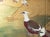 "Cherry Blossoms and Golden Birds" by Ransetsu, Heisei Era Japanese Byobu Screen For Sale - Image 14 of 18