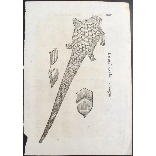 Figurative 17th Century Italian Vintage Lacerta Indica Iuannae Congener (P.667-668) Book Page, Colored Steel Engraving For Sale - Image 3 of 3