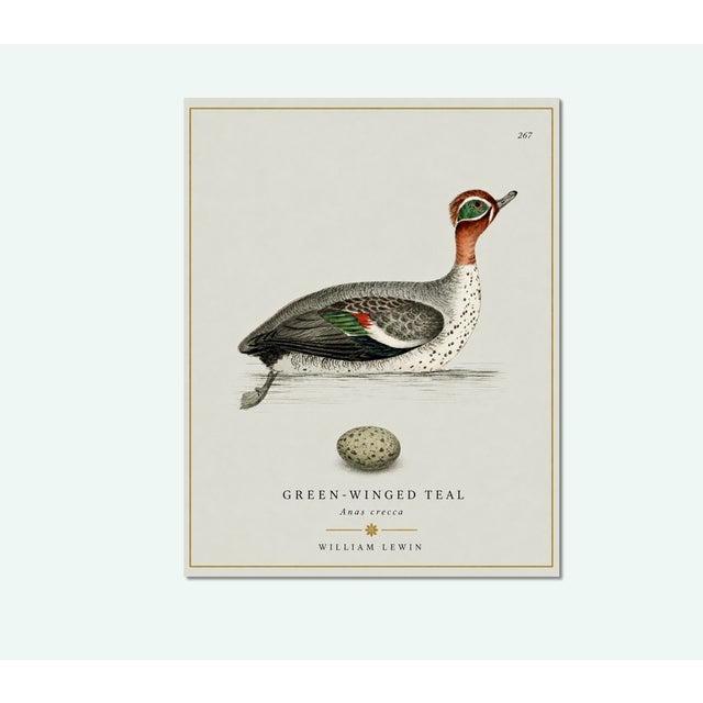 Illustration William Lewin 1789 Waterbirds Fine Art Gallery Board Print - The Green Winged Teal For Sale - Image 3 of 10