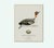 Illustration William Lewin 1789 Waterbirds Fine Art Gallery Board Print - The Green Winged Teal For Sale - Image 3 of 10