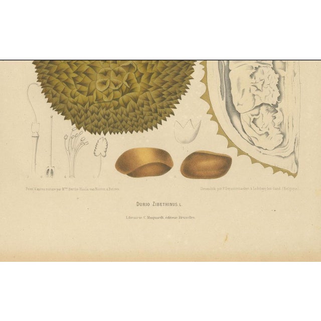 Sheep van Nooten, Durian Botanical, 1880, Chromolithograph For Sale - Image 6 of 10