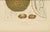 Sheep van Nooten, Durian Botanical, 1880, Chromolithograph For Sale - Image 6 of 10