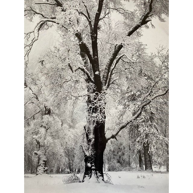 1948 Ansel Adams Oak Tree Yosemite Poster Chairish