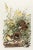 1980s The Abbeville Press Edition of the Meadow Lark (Plate 136) From the Birds of America by John James Audubon For Sale In Greenville, SC - Image 6 of 6
