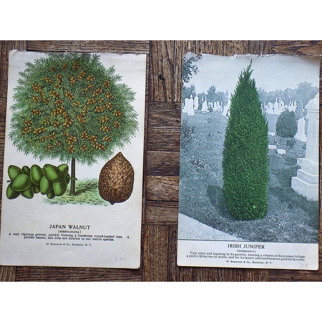 Antique Hand Finished Tree & Shrub Lithographs - Set of 12 For Sale In Cincinnati - Image 6 of 10