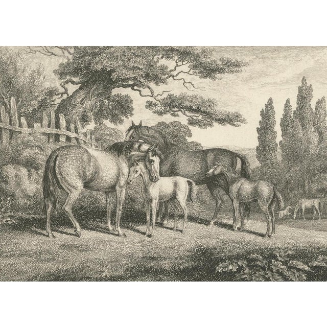 Late 18th Century Samuel Howitt, Mares & Foals, 1799, Engraving For Sale - Image 5 of 9