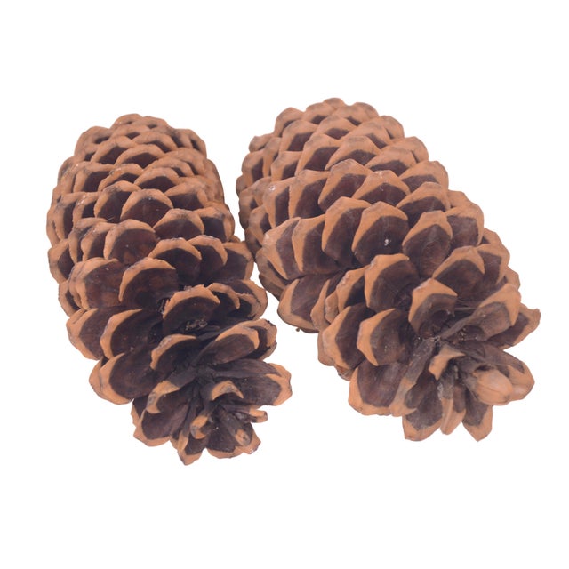 2020s Huge 14" Natural Pine Cones For Sale - Image 5 of 6