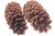 2020s Huge 14" Natural Pine Cones For Sale - Image 5 of 6