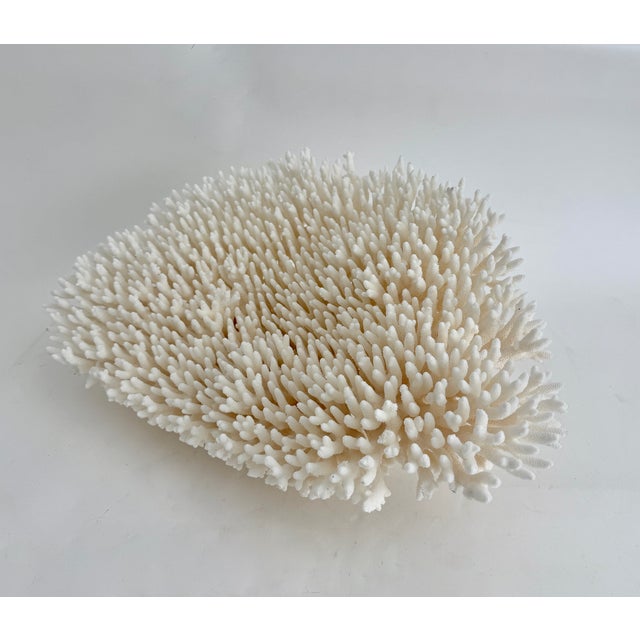 Massive Natural Table Coral Specimen For Sale - Image 4 of 8