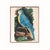 Not Yet Made - Made To Order Antique Reproduction Naturalist Macaw Parrot (Blue) For Sale - Image 5 of 6