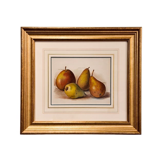 Metal Set of Six Fruit Chromolithographs by May Rivers, English Circa 1892 Reproduction For Sale - Image 7 of 7