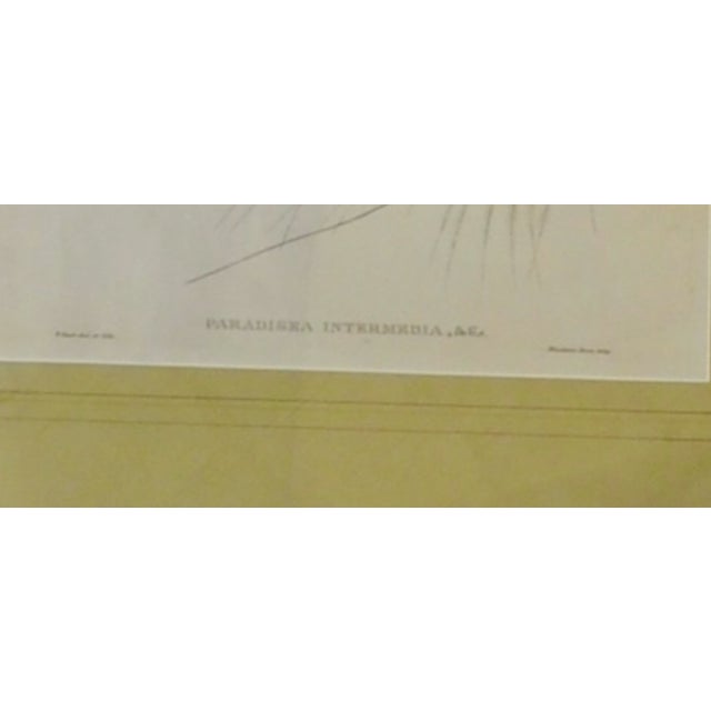 Printmaking Materials Original 19th-Century John Gould “Paradisaea Intermedia” Hand-Colored Lithograph For Sale - Image 7 of 9