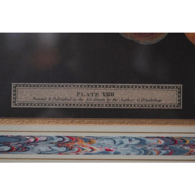 Pair of Fruit Prints by George Brookshaw For Sale - Image 11 of 14