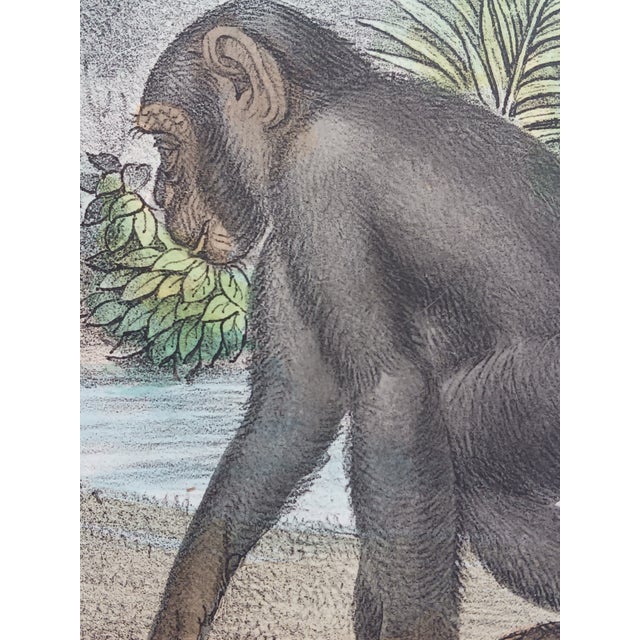 Antique Monkey Hand Colored Lithograph, Large Size, Italy, 1868 For Sale In Milwaukee - Image 6 of 6