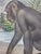 Antique Monkey Hand Colored Lithograph, Large Size, Italy, 1868 For Sale In Milwaukee - Image 6 of 6