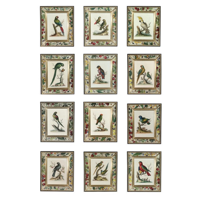 A Cabinet of Curiosities: Set of Twelve George Edwards Exotic Birds Engravings with Decoupage Frames, Dated 1744–1761 This...
