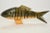 1970s Carved Reticulated Wood Fish For Sale In Chicago - Image 6 of 6