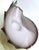 Mid-Century Jozefina Krosno Polish Art Glass Conch Shell Centerpiece For Sale - Image 9 of 15