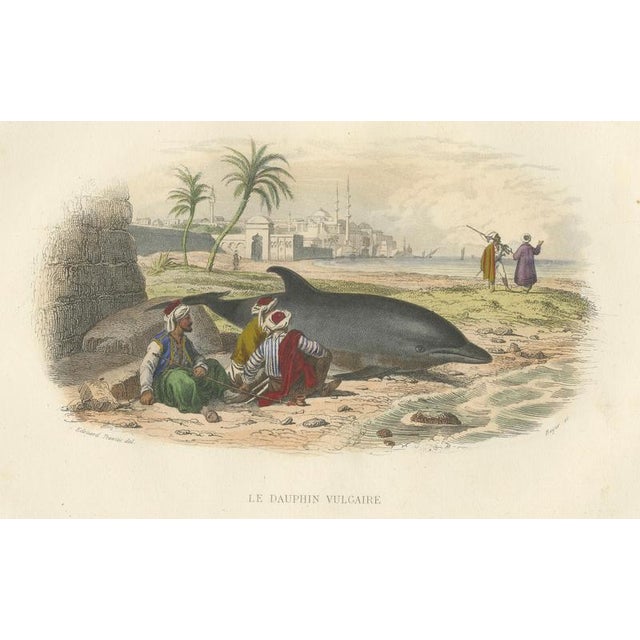 After Édouard Traviès, The Common Dolphin, 1840, Hand-Colored Engraving For Sale - Image 4 of 9