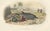 After Édouard Traviès, The Common Dolphin, 1840, Hand-Colored Engraving For Sale - Image 4 of 9