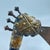 Early 20th Century Early 20th Century Bamun Knife Axe Cameroon For Sale - Image 5 of 7